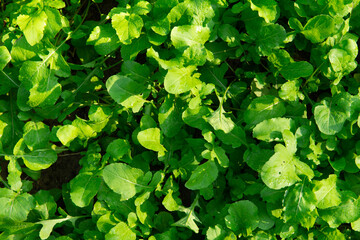 Rucola in the garden. Fresh greens.