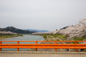 Kakunodate,Akita,Tohoku,Japan on April 27,2018:Yokomachi Bridge and fully bloomed cherry blossoms along Hinokinai River.(selective focus)