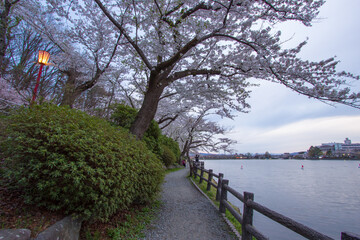 Cherry blossom Festival at Takamatsu Park,Morioka,Iwate,Tohoku,Japan on April27,2018:Beautiful cherry blossoms around Takamatsu Pond.(selective focus)