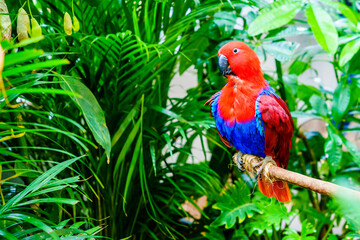 Papuan Eclectus