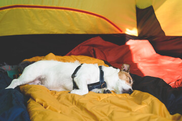 Lazy dog sleeping in camping tent all morning long