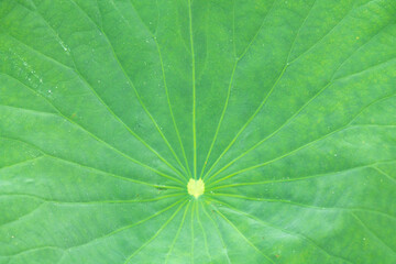 lotus leaf veins are wide and large. copy space for environment, greenery, beauty, religion, meditation, yoga and natural.