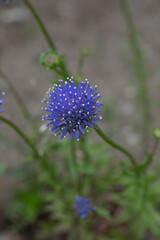 blaues Sandglöckchen Nahaufnahme