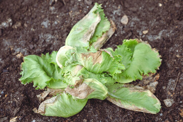 Plant suffering from drought during the heat wave/Plante souffrant de sécheresse durant la canicule