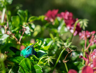 Small colorful hummingbird resting on green leaves with magenta flowers on the background. Beautiful tiny bird lying on a plant in the garden.