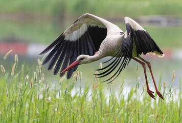 White stork, Ciconia ciconia. A bird in flight, landing on the river bank, overgrown with tall grass