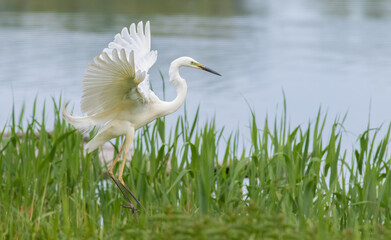 Great egret, Ardea alba. A bird in flight, landing on the river bank, overgrown with tall grass