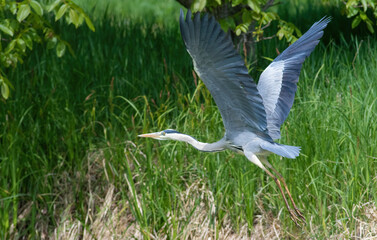 Grey heron, Ardea cinerea. A bird takes off from the bank of the pond