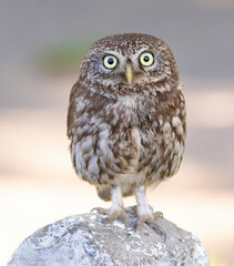 Little owl, Athene noctua. A bird stands on a rock and looks into the lens, taken close-up