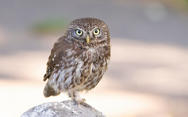 Little owl, Athene noctua. A bird stands on a rock and looks into the lens, taken close-up