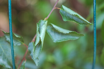 Plant suffering from drought during the heat wave/Plante souffrant de sécheresse durant la canicule