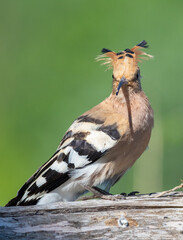 Eurasian hoopoe, Upupa epops. A bird sits on an old fallen tree and looks at the lens