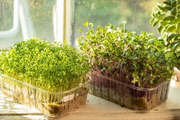 Boxes with microgreen sprouts of cress salad and kohlrabi cabbage on white windowsill.