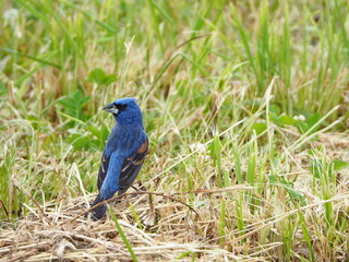 male blue grosbeak (Loxia caerulea) in spring field