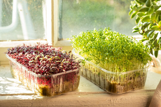 Boxes With Microgreen Sprouts Of Cress Salad And Amaranth On White Windowsill.