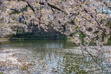 Obraz na płótnie Canvas Cherry blossom rafts(Hanaikada) on the pond in Hirosaki Park,Aomori,Tohoku,Japan.