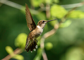 Hovering Hummingbird