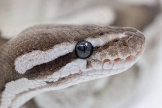 Close Up on Fire Mojave Axanthic VPI  Python Snake