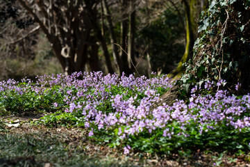Dentaria bulbifera. Cardamine, first spring forest flowers, selective focus. Purple and lilac forest flowers. A Beautiful spring floral background
