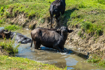Buffalo cooling off in a muddy waterhole on a hot summer day