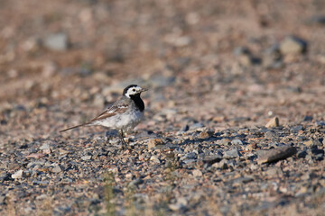 Bachstelze an einem Fluss in Brandenburg im Herbst