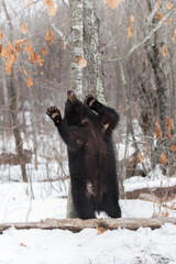 Black Bear (Ursus americanus) Rubs Back Against Tree Paws Up Winter