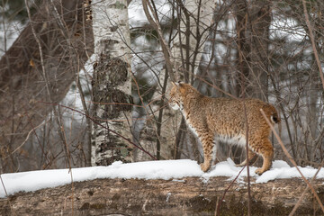 Bobcat (Lynx rufus) Stands on Log Looking Left Profile Winter