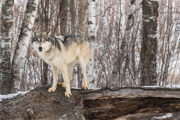 Grey Wolf (Canis lupus) Stares Out From Atop Log Ears Back Winter