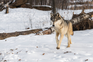 Fototapeta na wymiar Grey Wolf (Canis lupus) Trots Forward Winter