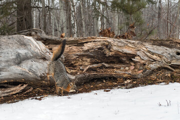 Grey Fox (Urocyon cinereoargenteus) Jumps Down Off Log Winter - Powered by Adobe