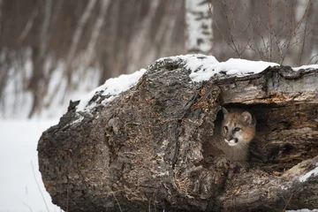 Rucksack Female Cougar (Puma concolor) Peers Out From Inside Hollow Log Winter © geoffkuchera