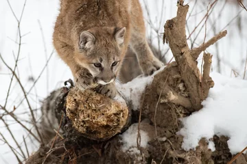 Poster Im Rahmen Female Cougar (Puma concolor) Looks Down From Log Ready to Pounce Winter © geoffkuchera