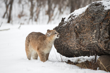 Female Cougar (Puma concolor) Sniffs at Side of Log Winter