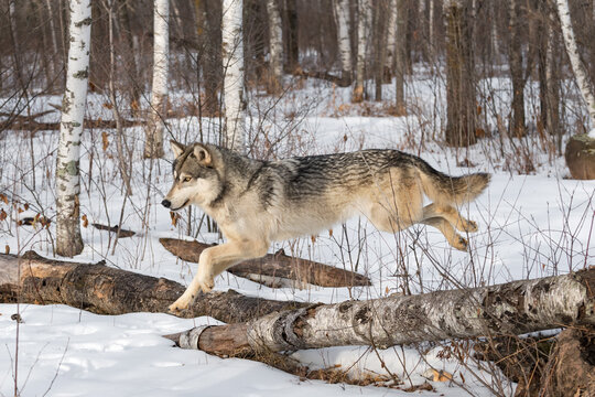 Grey Wolf (Canis lupus) Leaps Over Log Profile Winter