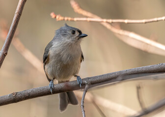 Tufted Titmouse in the trees. 