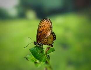 Obraz na płótnie Canvas a butterfly perched on the grass on a blurry background