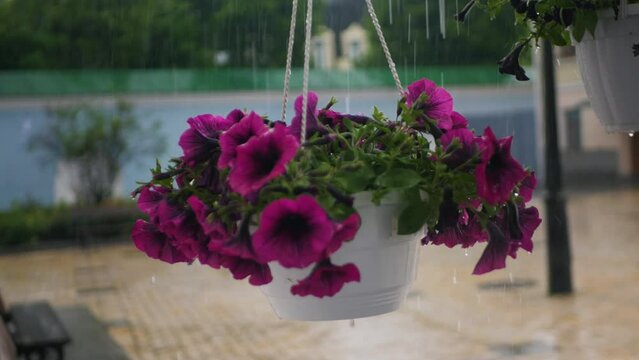 Beautiful violet flowers hanging in pot during heavy pouring rain. Blooming purple flowers swinging in plant pot during rainfall. Wet flora in white pot hydrating and gathering water in showering rain