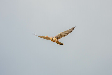 kestrel a bird of prey species belonging to the kestrel group of the falcon family hovering in the sky