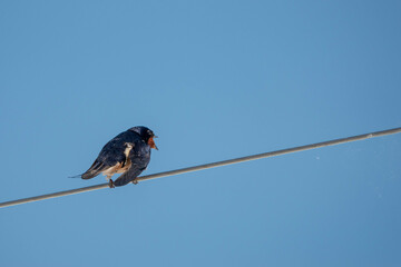swallow a small bird with dark glossy blue backs red throat pale underparts and long tail streamers perched on a wire © Penny