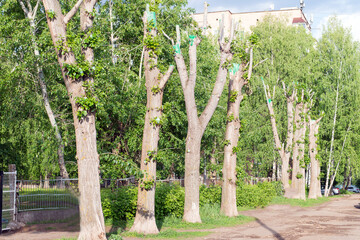 Trimmed trees in the city. Tree care in the city.