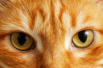 Yellow eyes of ginger cat. Closeup view.