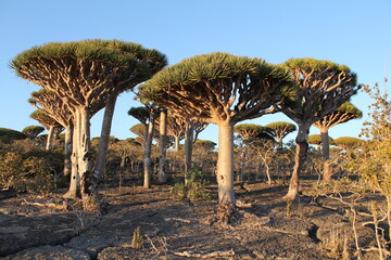 Dragon blood trees (Dracaena cinnabari) in woodland in Socotra Island in Yemen.
