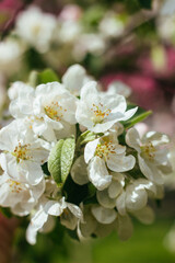 Beautiful blooming apple tree. White flowers