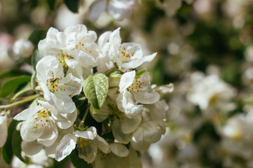 Beautiful blooming apple tree. White flowers