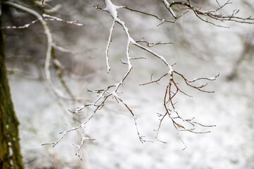one branch covered with snow in winter forest