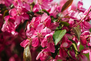 Beautiful blooming apple tree. Pink flowers