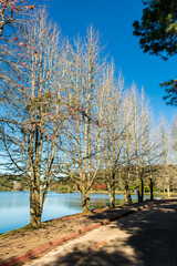 Naklejka premium A view of Sao Bernardo Lake in late Autumn, trees without leaves - Sao Francisco de Paula, Brazil