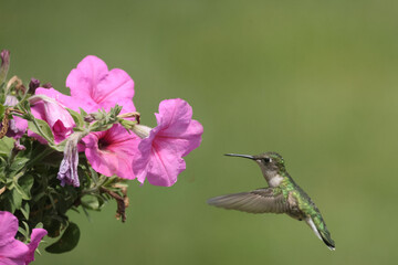 Female Ruby Throated Hummingbird eating plant nectar from Pink Petunia hanging basket in bright summer day