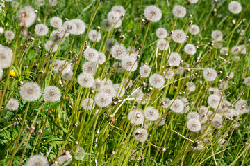 group of white dandelions in a field on a sunny summer day