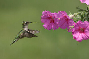 Female Ruby Throated Hummingbird eating plant nectar from Pink Petunia hanging basket in bright summer day